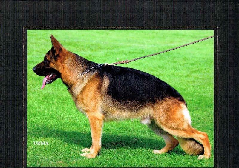 CH. Aw iasko de Quezac