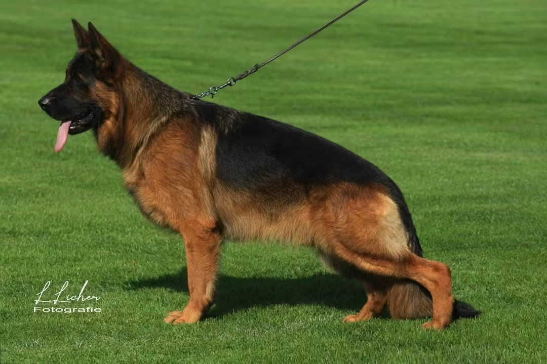 Solo Vom Haus Licher de Quezac