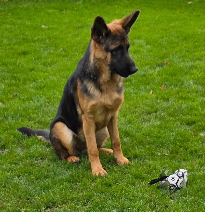 de Quezac - A vendre, Jeune femelle berger allemand poils courts