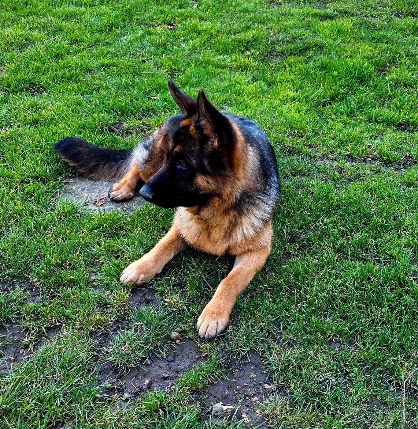 Jeune Femelle Berger Allemand à vendre