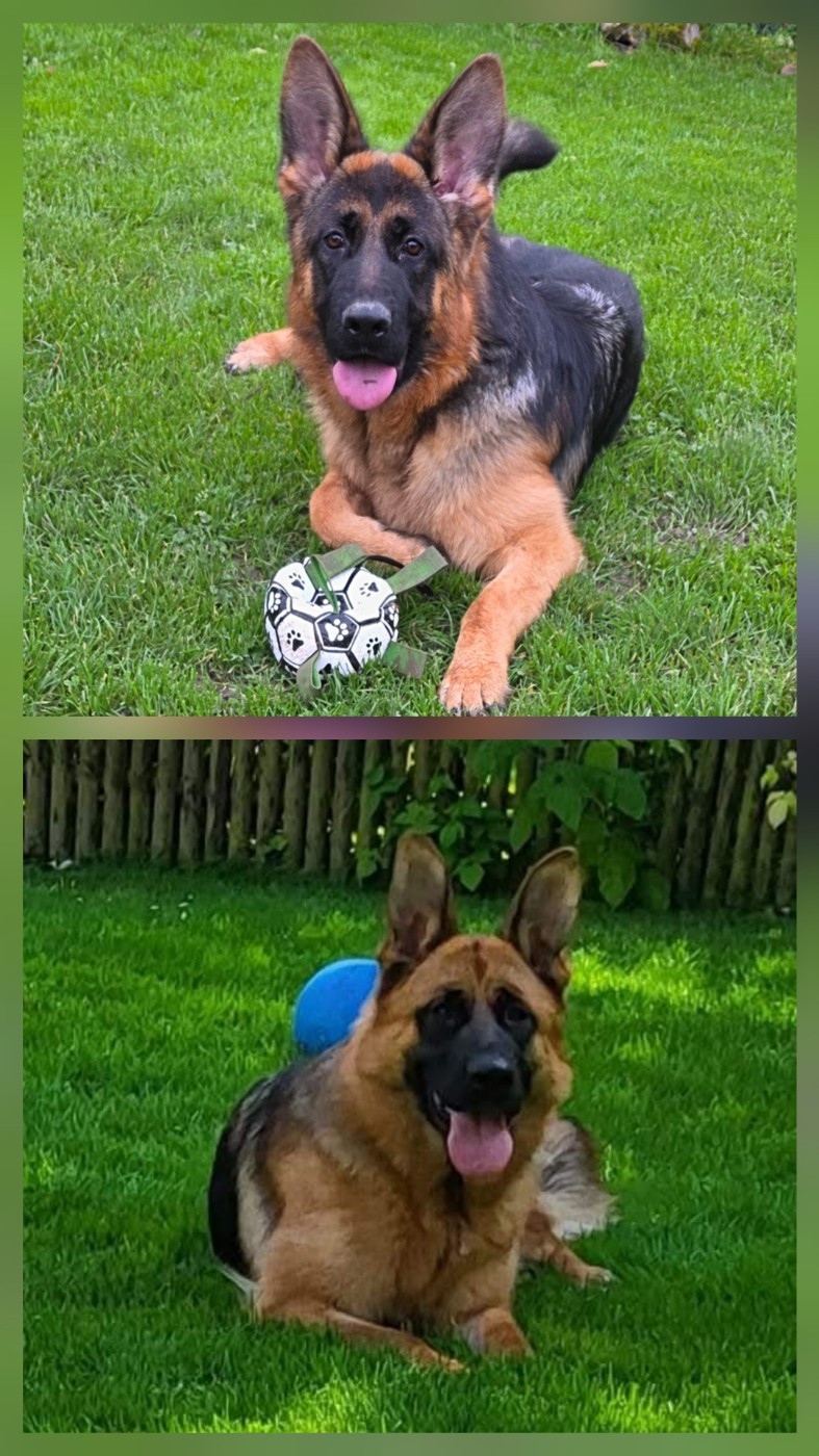 22/02/2026 L'exposition à Fontenay Saint Pére