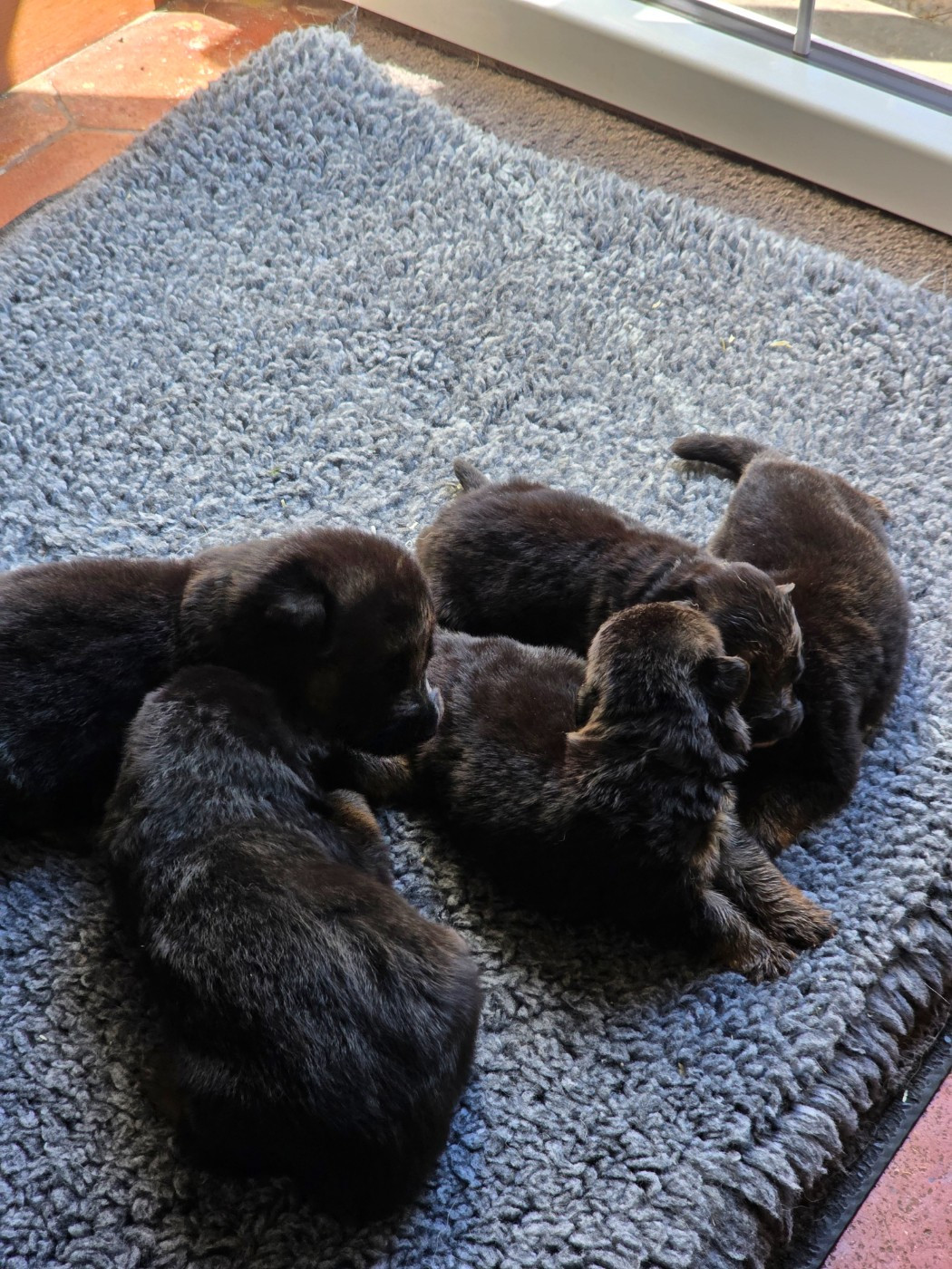 Portée Rumba et Fito 1 mâle disponible voir dans Chiots disponibles