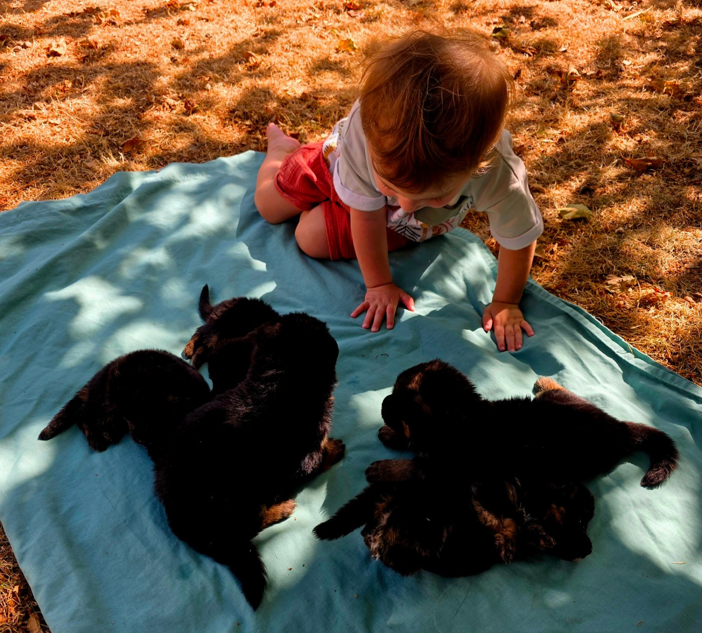 Portée Rumba et Fito 1 mâle disponible voir dans Chiots disponibles