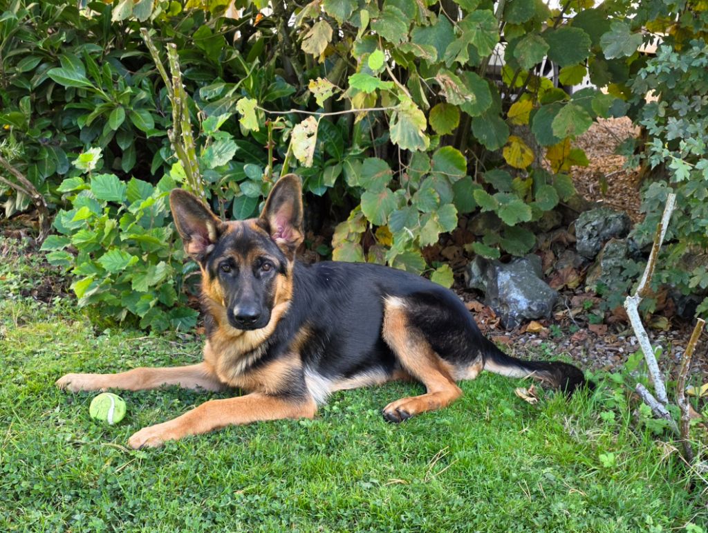 A vendre, Jeune femelle berger allemand poils courts