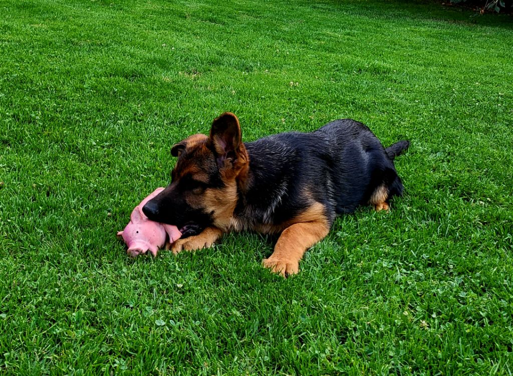 de Quezac - Chiots disponibles - Berger Allemand