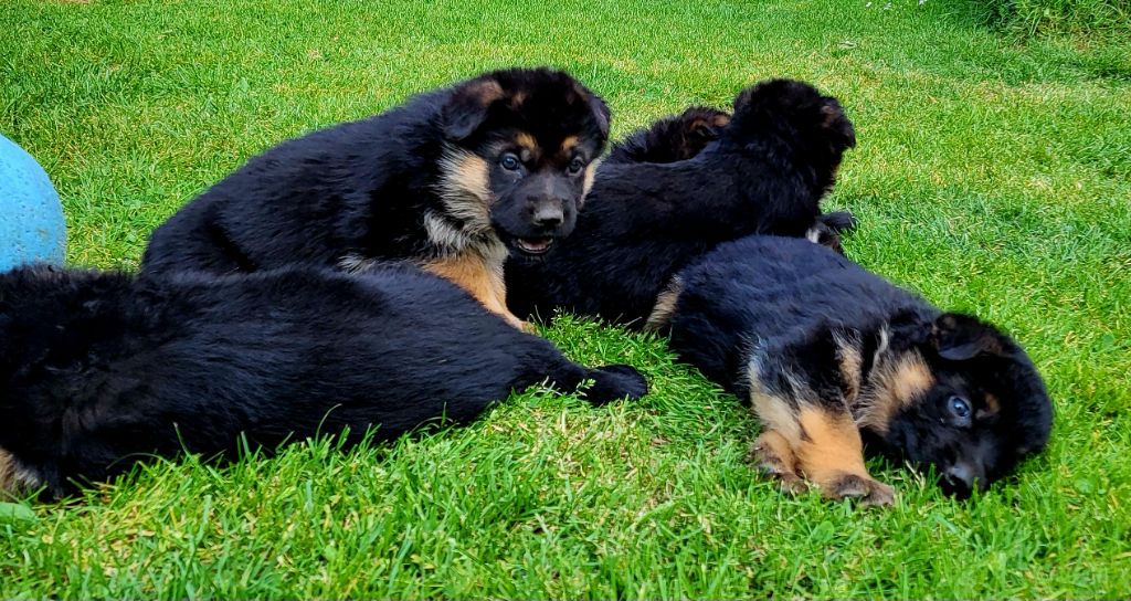 de Quezac - Chiots disponibles - Berger Allemand