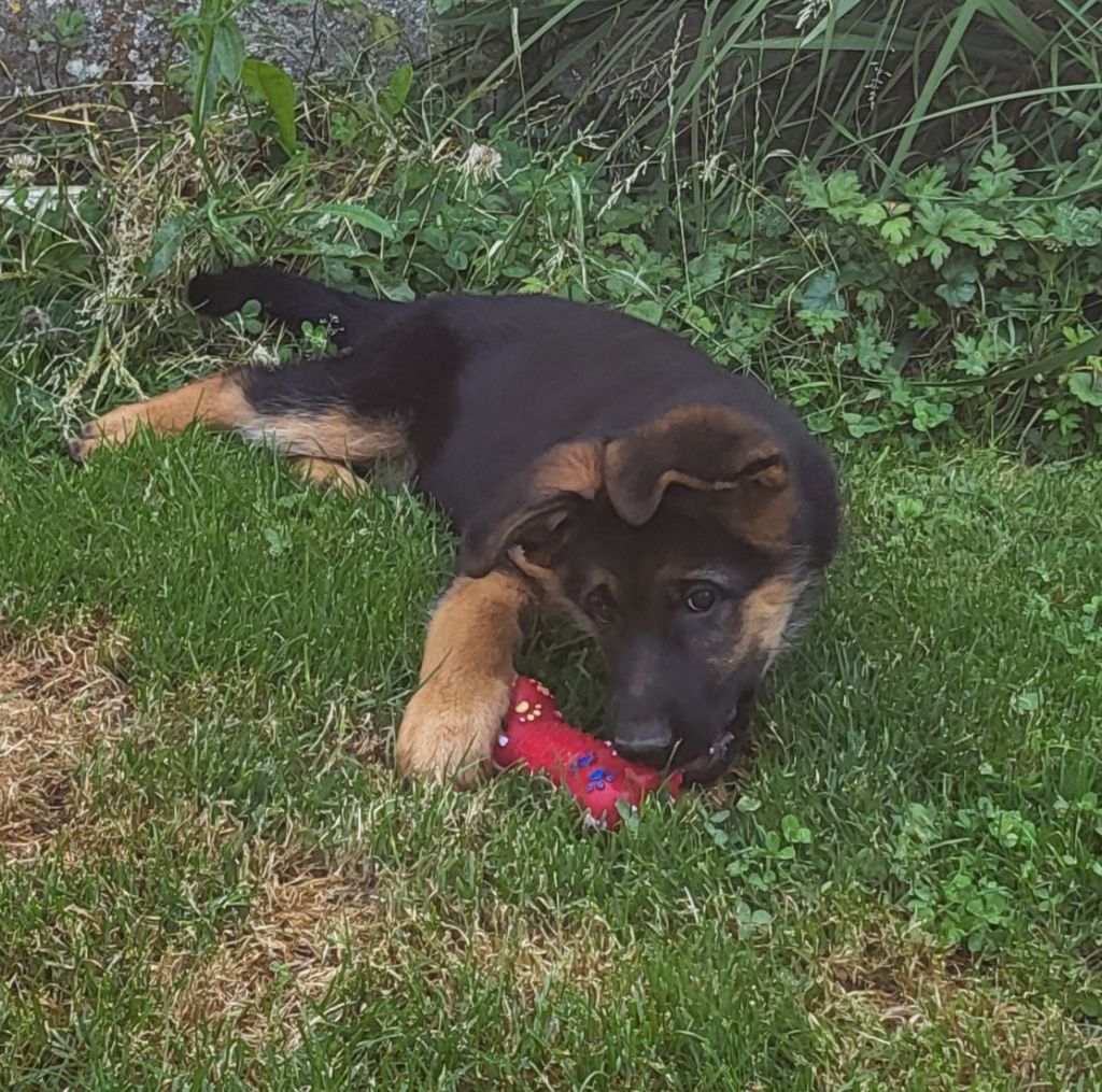 de Quezac - Chiots disponibles - Berger Allemand