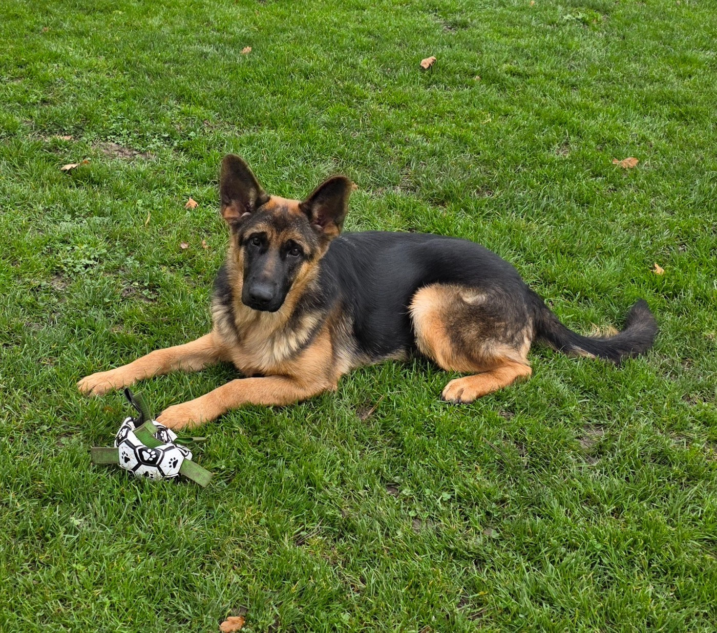 de Quezac - Chiots disponibles - Berger Allemand