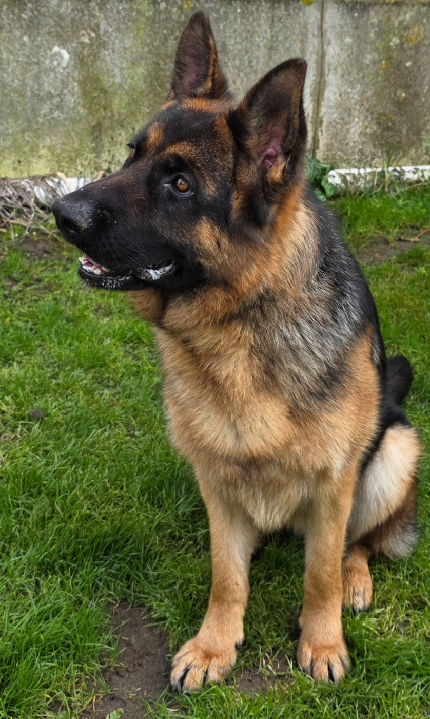 de Quezac - Chiots disponibles - Berger Allemand