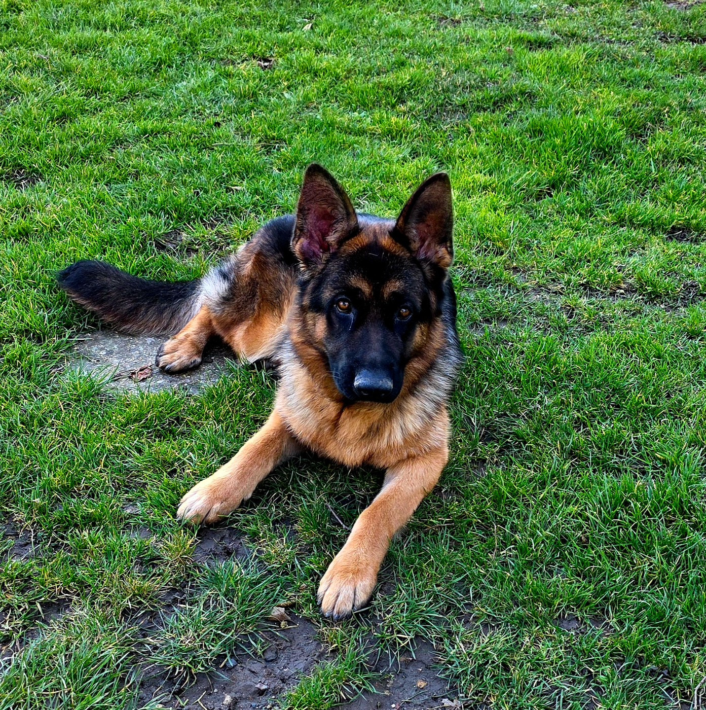 de Quezac - Chiots disponibles - Berger Allemand