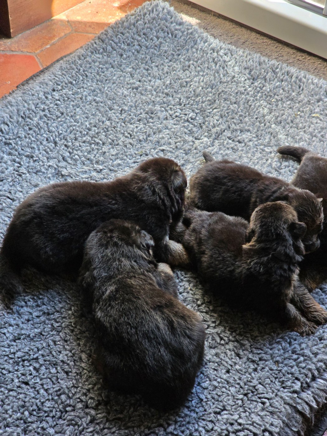 de Quezac - Chiots disponibles - Berger Allemand