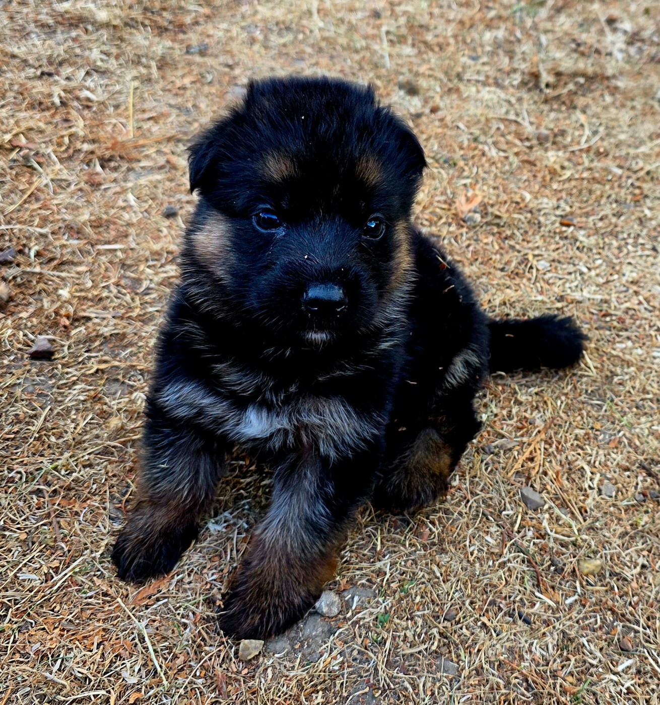 de Quezac - Chiots disponibles - Berger Allemand