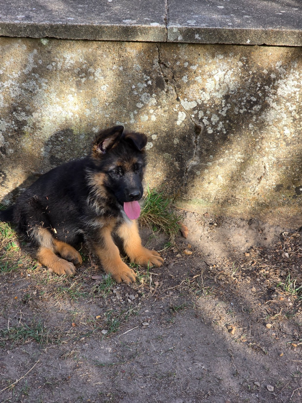 de Quezac - Chiots disponibles - Berger Allemand