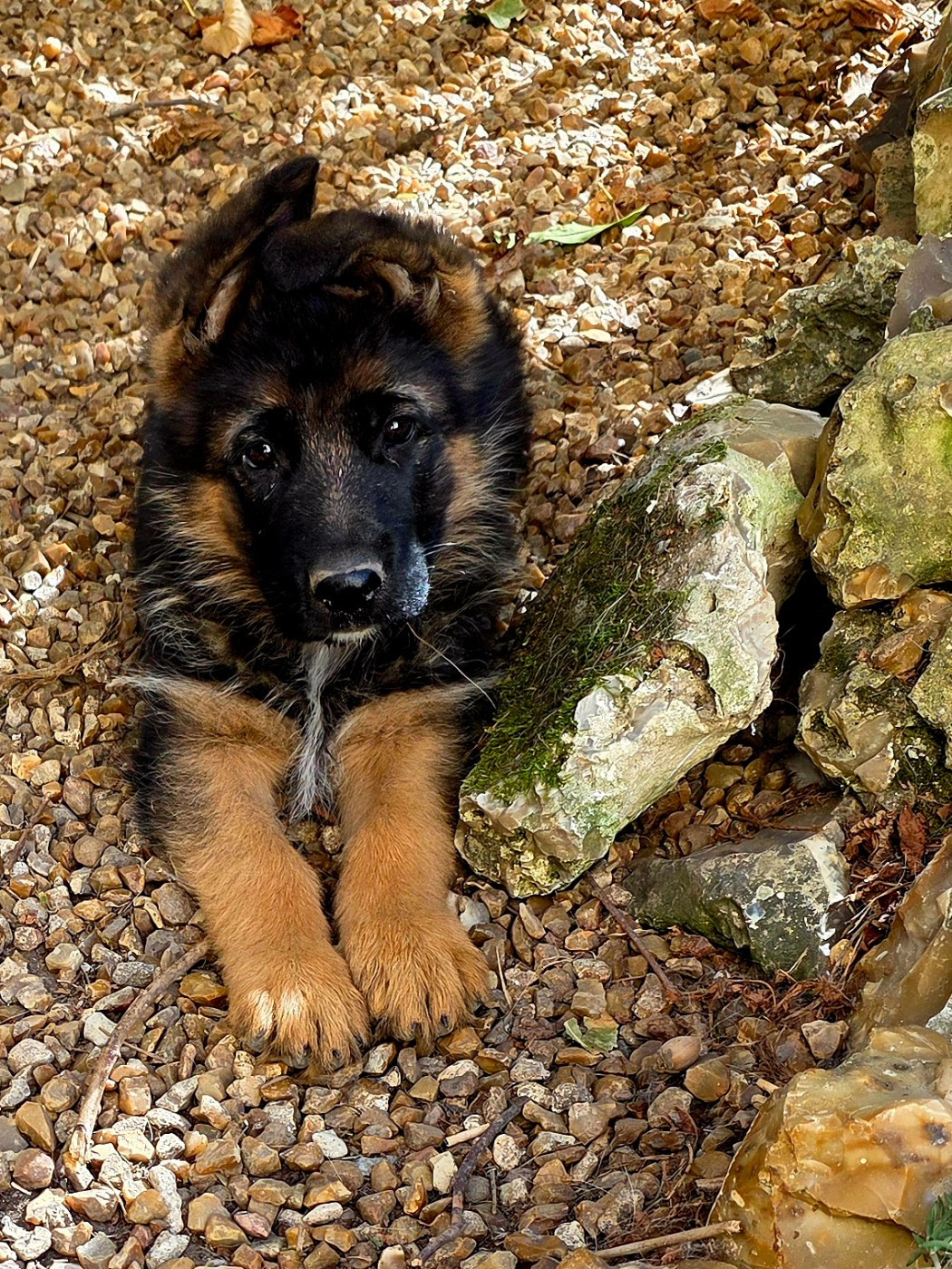 de Quezac - Chiots disponibles - Berger Allemand