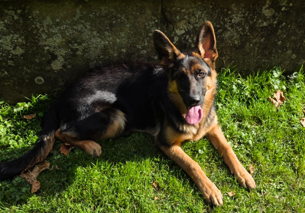 de Quezac - Chiots disponibles - Berger Allemand