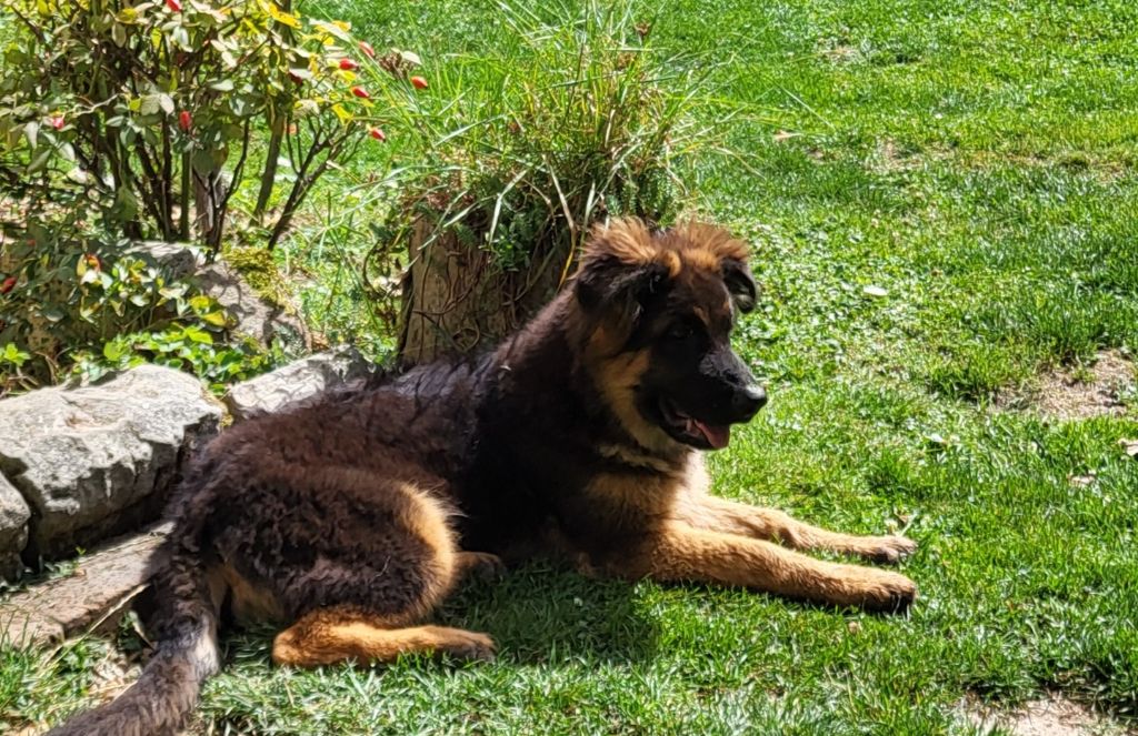 de Quezac - Chiots disponibles - Berger Allemand
