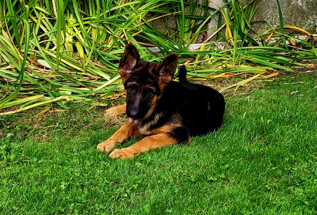 de Quezac - Chiots disponibles - Berger Allemand