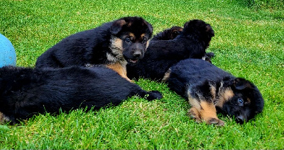 CHIOT