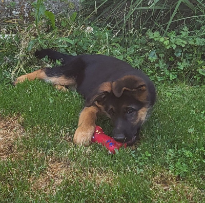 Chiot Berger Allemand Femelle Poils Courts