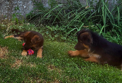 Chiot Berger Allemand Femelle Poils Courts