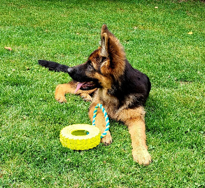 Chiot Berger Allemand Femelle Poils Longs