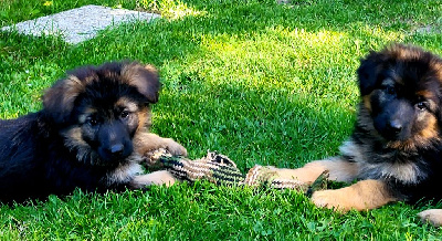 Chiot Berger Allemand Femelle Poils Longs