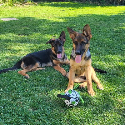 Chiot Berger Allemand Femelle Poils Courts