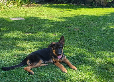 Chiot Berger Allemand Femelle Poils Courts