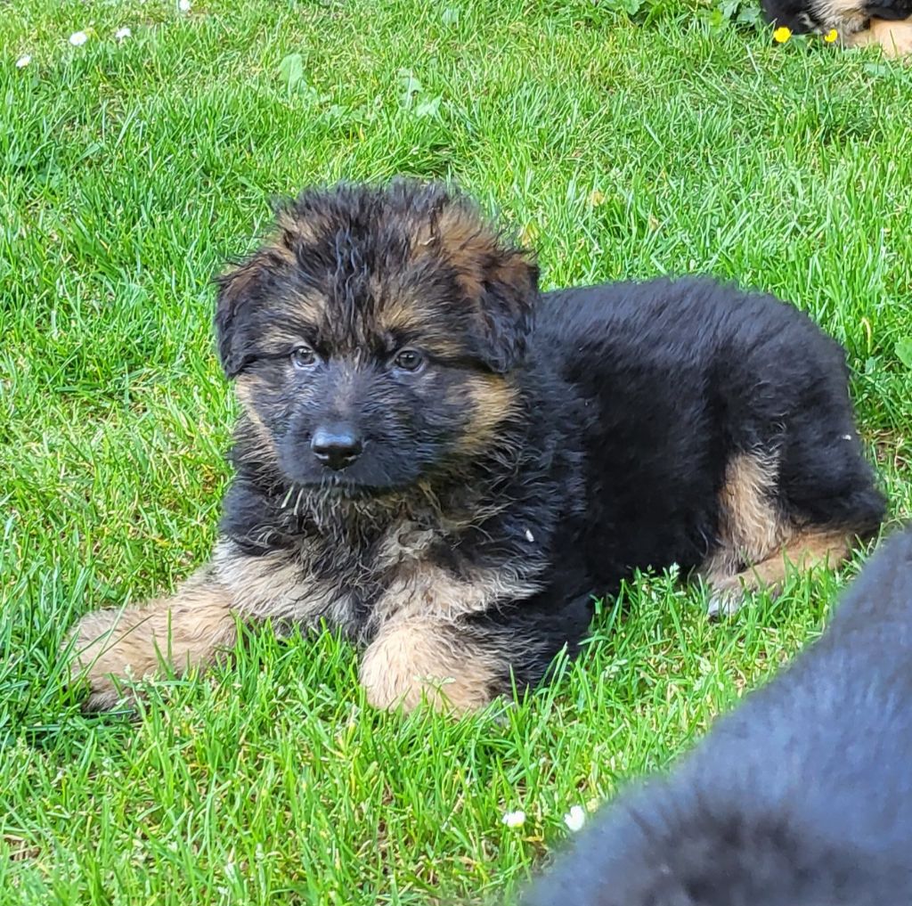 de Quezac - Chiots disponibles - Berger Allemand