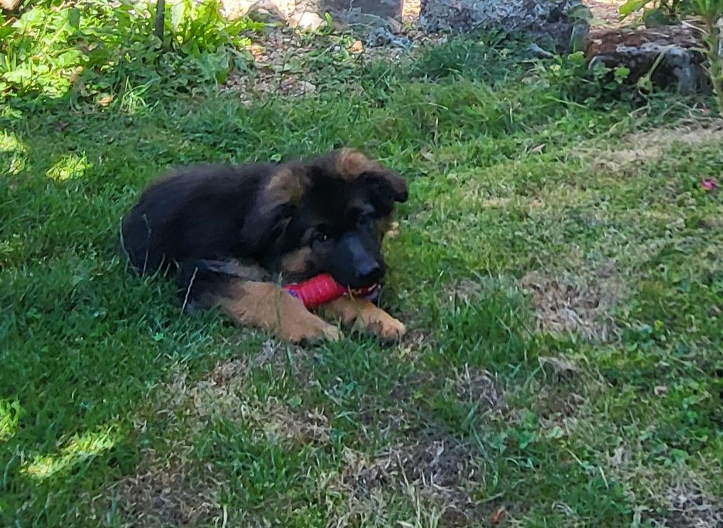 de Quezac - Chiots disponibles - Berger Allemand